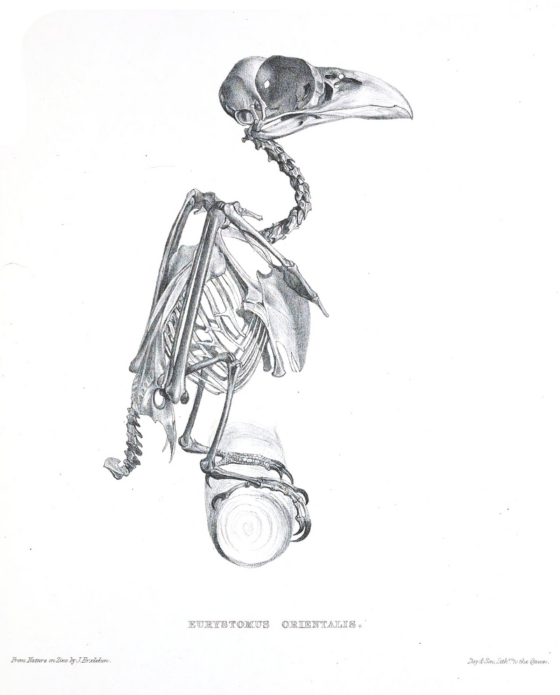 Eurystomus.Orientalis.Skeleton - Oriental dollarbird, dollar roller (Eurystomus orientalis).jpg