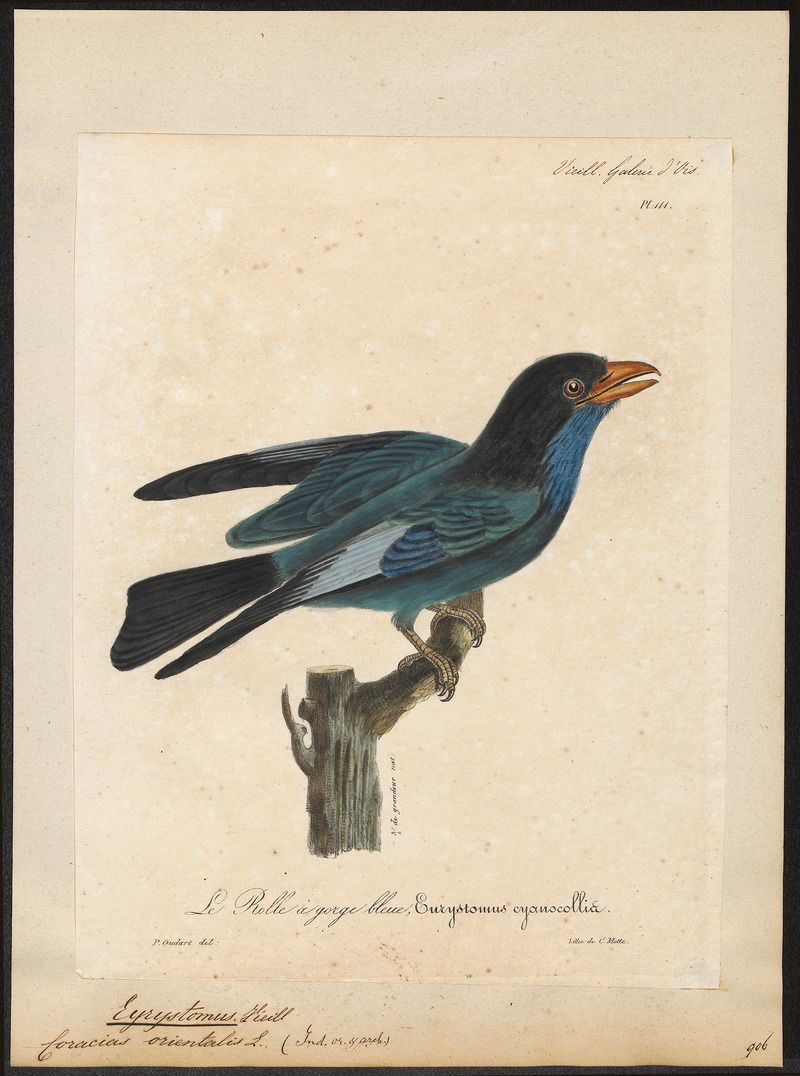 Eurystomus orientalis - 1825-1834 - Print - Iconographia Zoologica - Special Collections University of Amsterdam - UBA01 IZ16700245.jpg
