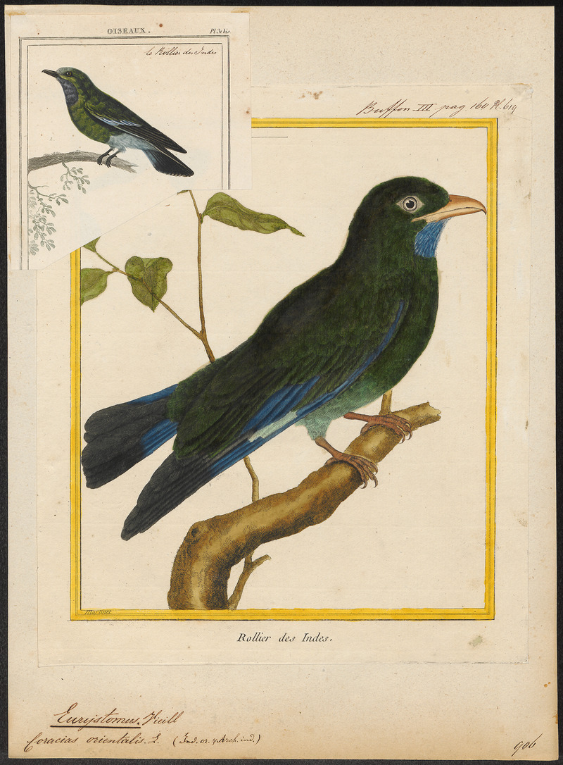 Eurystomus orientalis - 1700-1880 - Print - Iconographia Zoologica - Special Collections University of Amsterdam - UBA01 IZ16700243.jpg