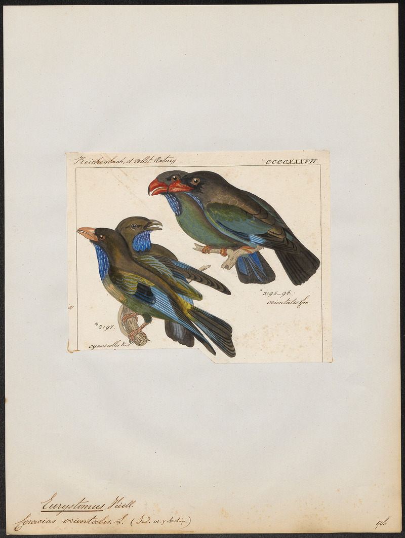 Eurystomus orientalis - 1845-1863 - Print - Iconographia Zoologica - Special Collections University of Amsterdam - UBA01 IZ16700247.jpg