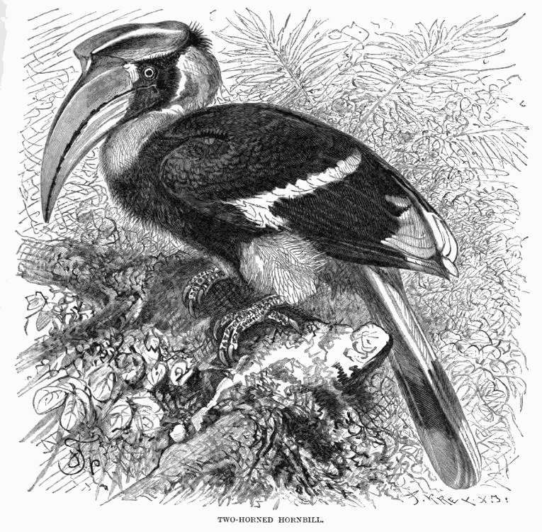 Buceros.Bicornis.Lyd - great hornbill (Buceros bicornis).jpg