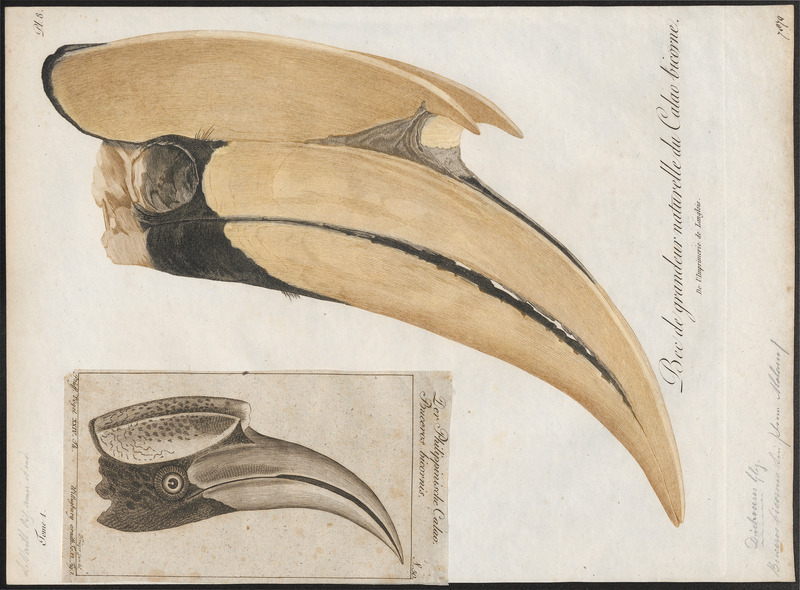 Buceros bicornis - snavel - 1801 - Print - Iconographia Zoologica - Special Collections University of Amsterdam - UBA01 IZ19300204.jpg