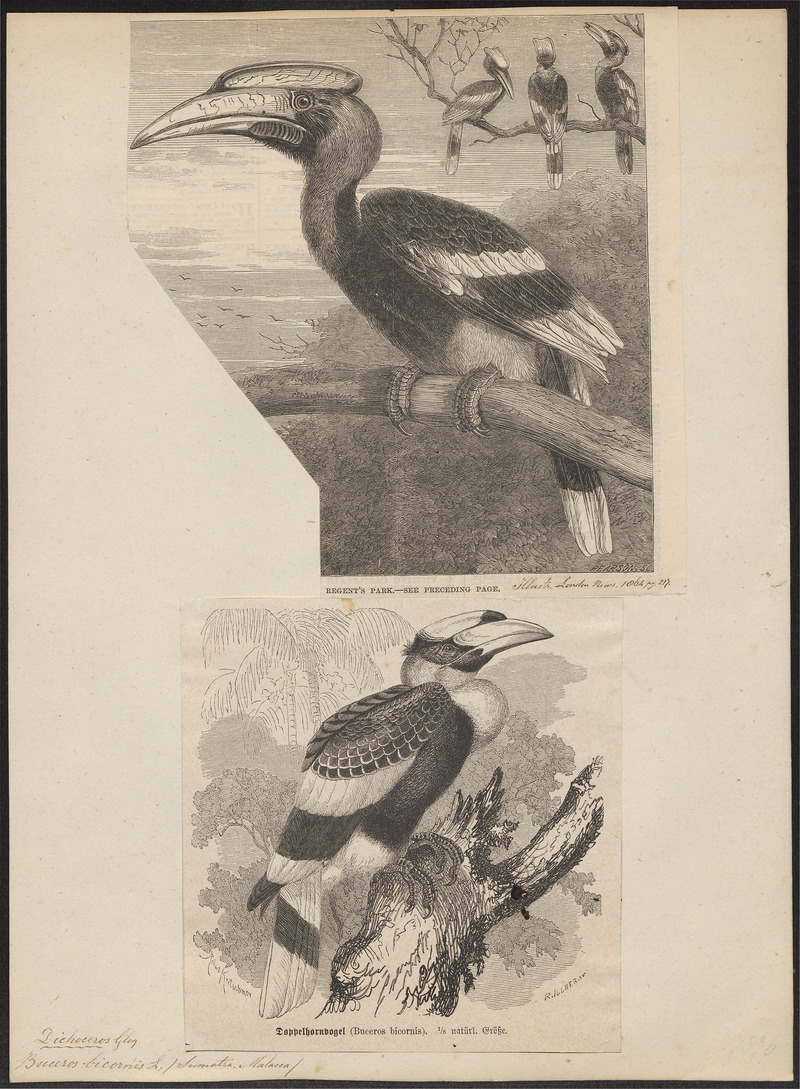 Buceros bicornis - 1700-1880 - Print - Iconographia Zoologica - Special Collections University of Amsterdam - UBA01 IZ19300210.jpg