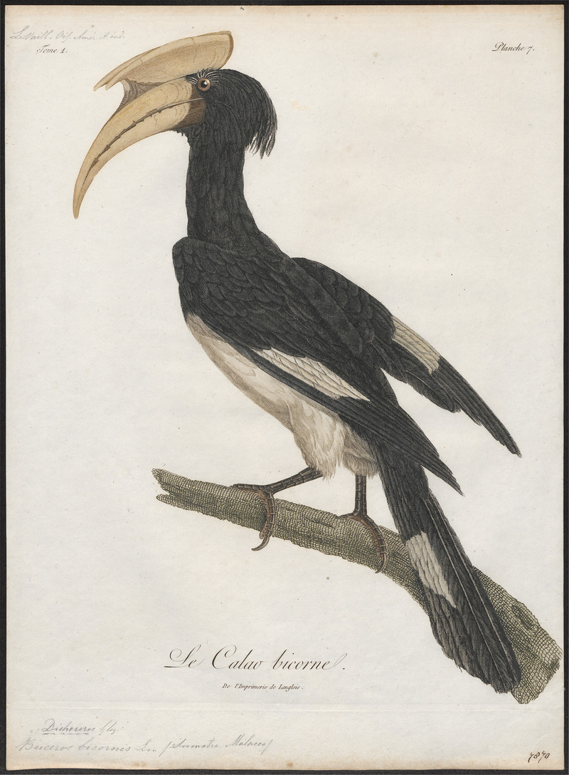 Buceros bicornis - 1801 - Print - Iconographia Zoologica - Special Collections University of Amsterdam - UBA01 IZ19300206.jpg