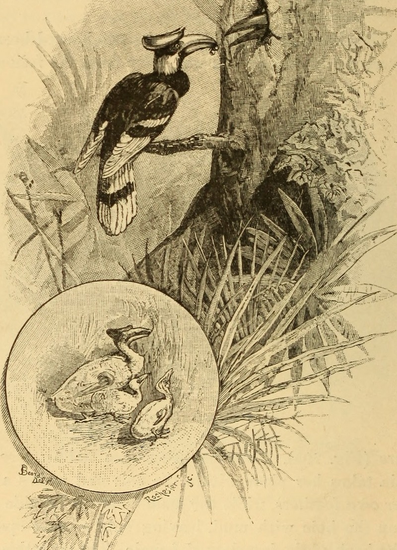 Animal life in the sea and on the land (1887) (14780330712) - hornbills - great hornbill (Buceros bicornis).jpg