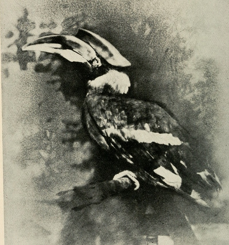 Bird notes (1902) (14775183453) - great hornbill (Buceros bicornis).jpg
