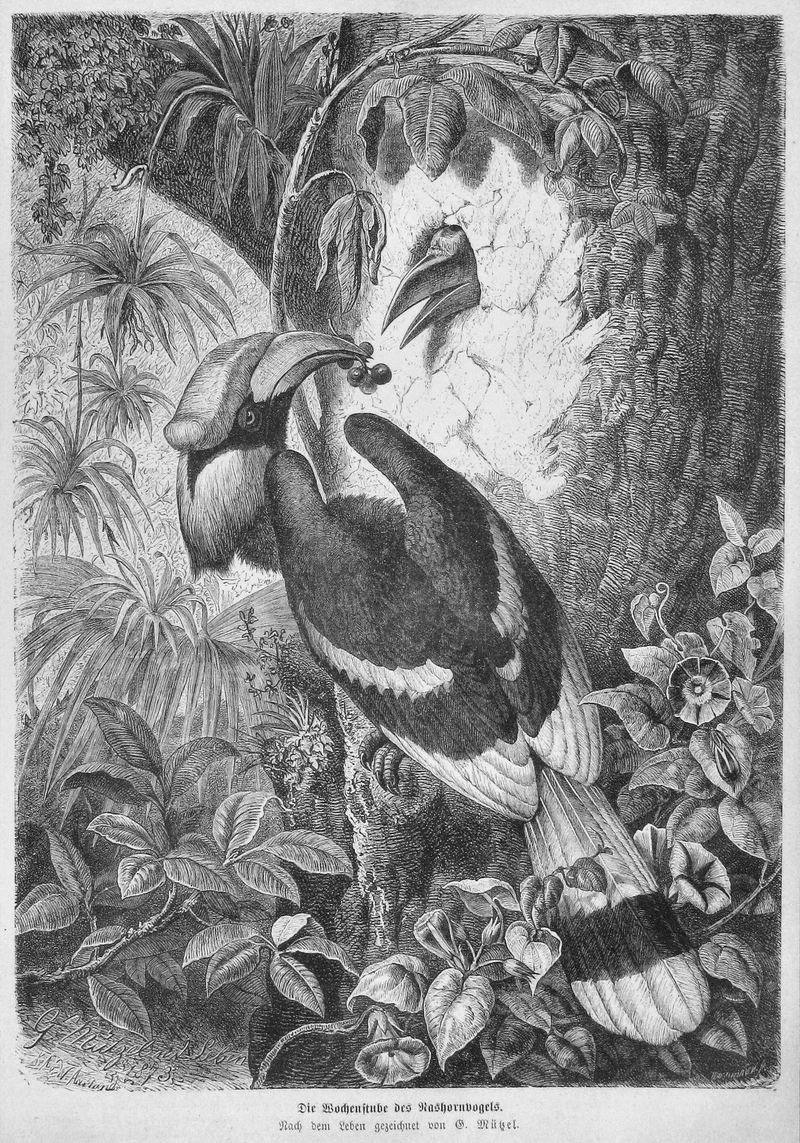 Die Gartenlaube (1873) b 539 - great hornbill (Buceros bicornis).jpg