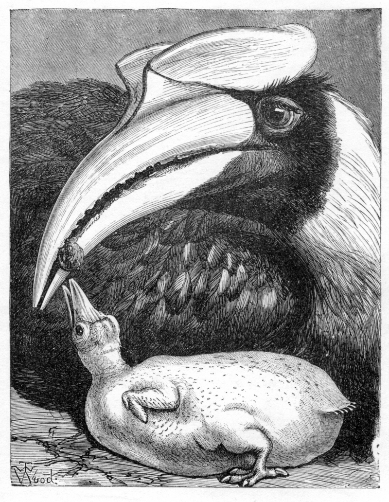 Malay Archipelago Hornbills - great hornbill (Buceros bicornis).jpg