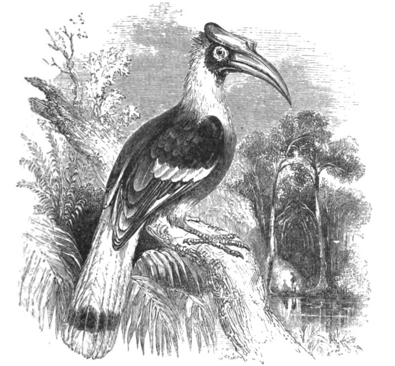Natural History, Birds - Hornbill - great hornbill (Buceros bicornis).jpg