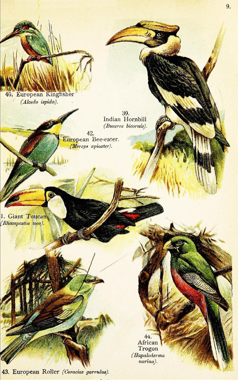 Birds of the world for young people (Pl. 9) (7971252918) - Buceros bicornis, Alcedo atthis ispida, Ramphastos toco, Merops apiaster, Coracias garrulus, Apaloderma narina.jpg