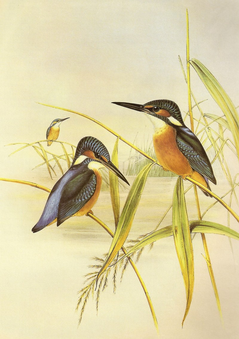 Alcedo.Atthis.Gould - Indian kingfisher, common kingfisher (Alcedo atthis).jpg