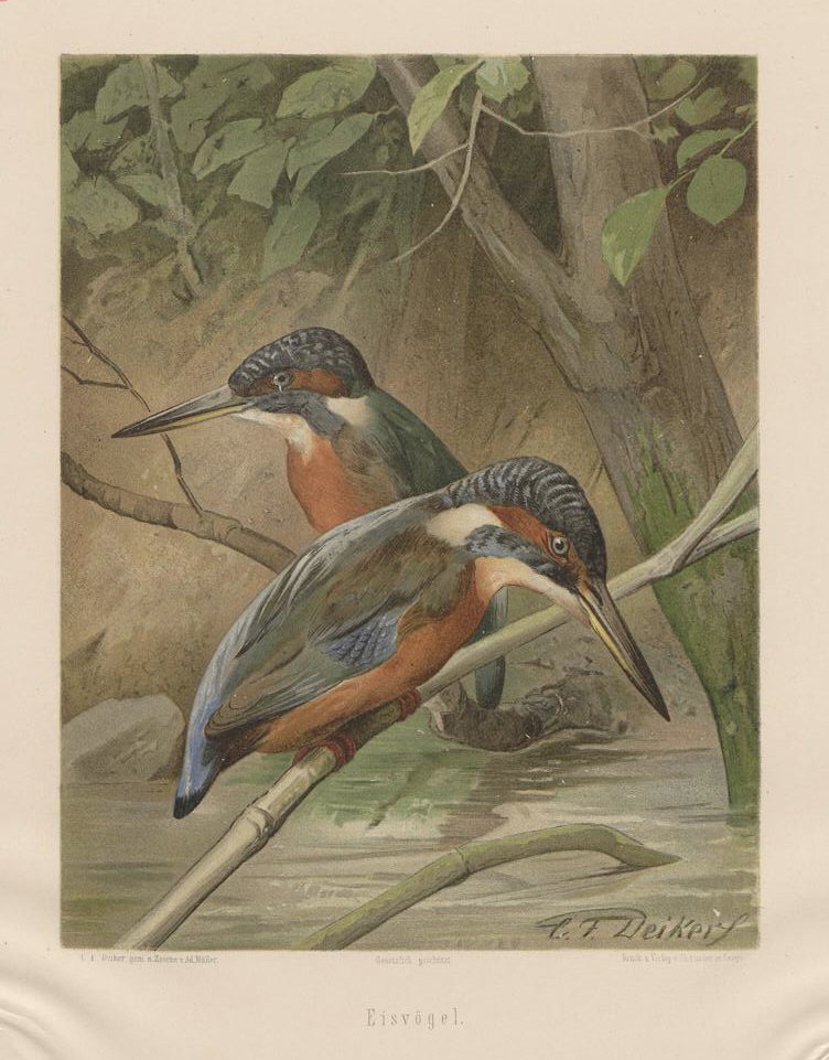 Deiker Jagdbare Tiere 1093230 - Eurasian kingfisher, common kingfisher (Alcedo atthis).jpg