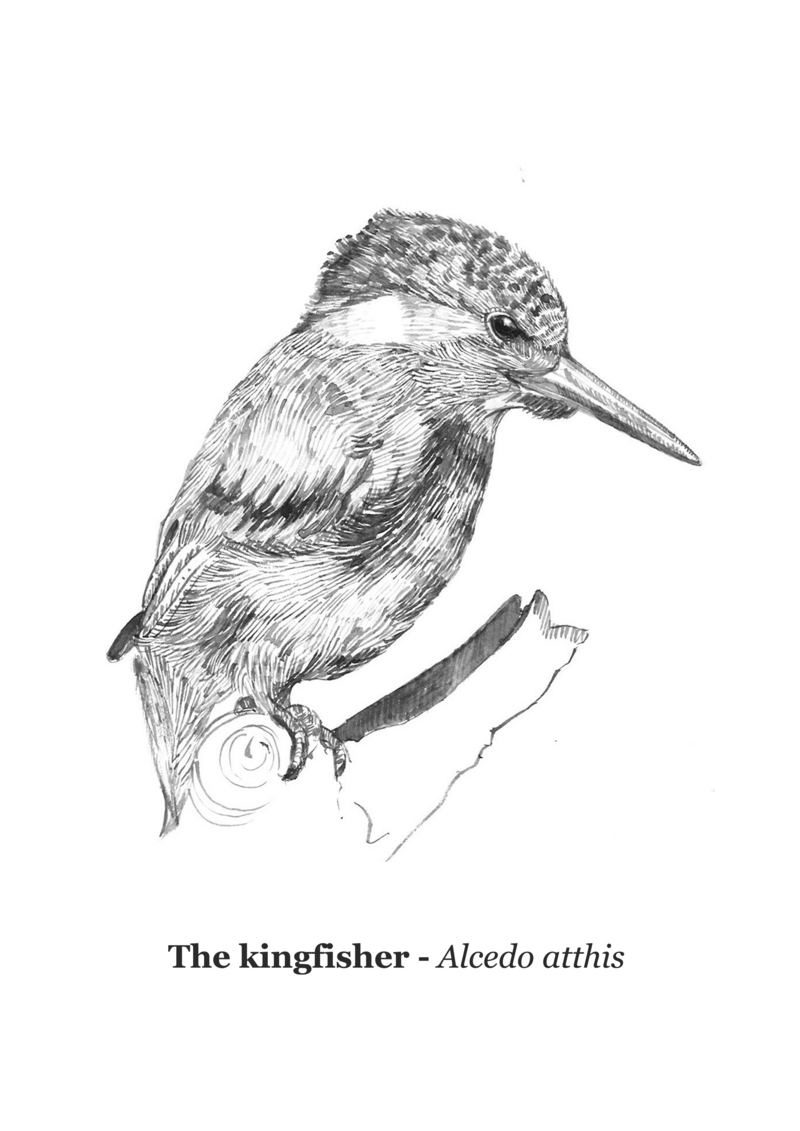 Martin-pescatore - Marina Lombardo - Eurasian kingfisher, common kingfisher (Alcedo atthis).jpg