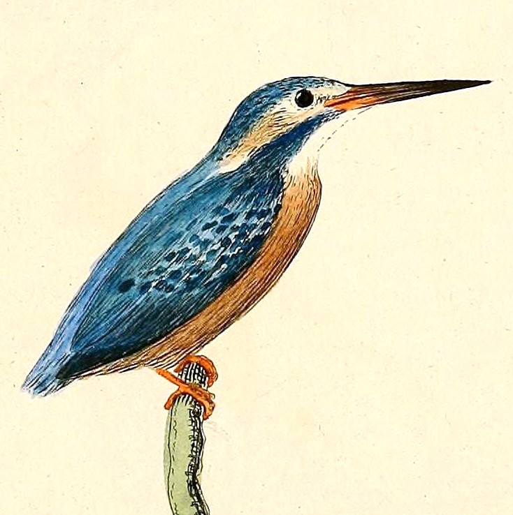 Alcedo atthis 1832 - Eurasian kingfisher, common kingfisher (Alcedo atthis).jpg