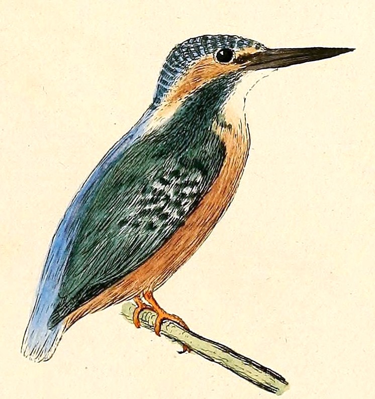 Alcedo atthis ispida 1832 - European kingfisher, common kingfisher (Alcedo atthis).jpg