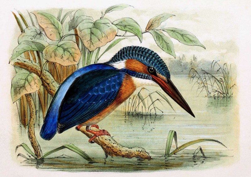 Alcedo atthis ispida 1869 - European kingfisher, common kingfisher (Alcedo atthis ispida).jpg
