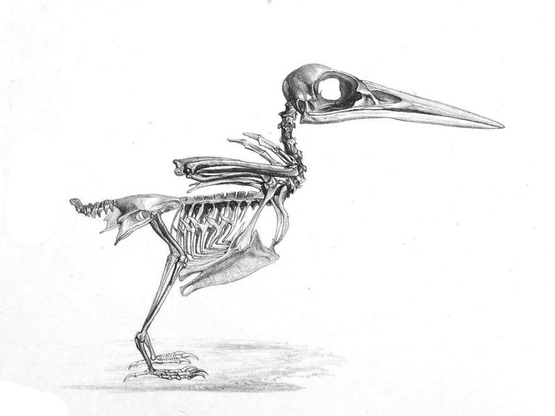 Alcedo.Skeleton - Eurasian kingfisher, common kingfisher (Alcedo atthis).jpg
