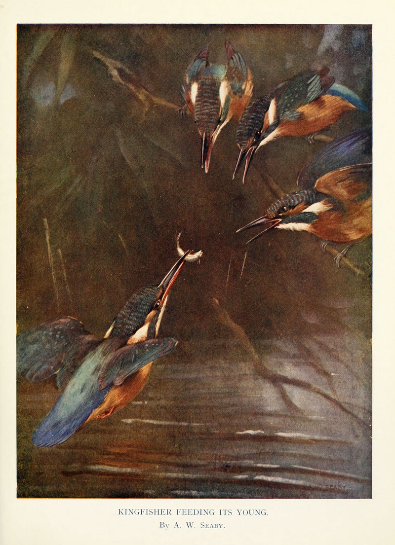 Birds through the year (6026044146) - Eurasian kingfisher, common kingfisher (Alcedo atthis).jpg