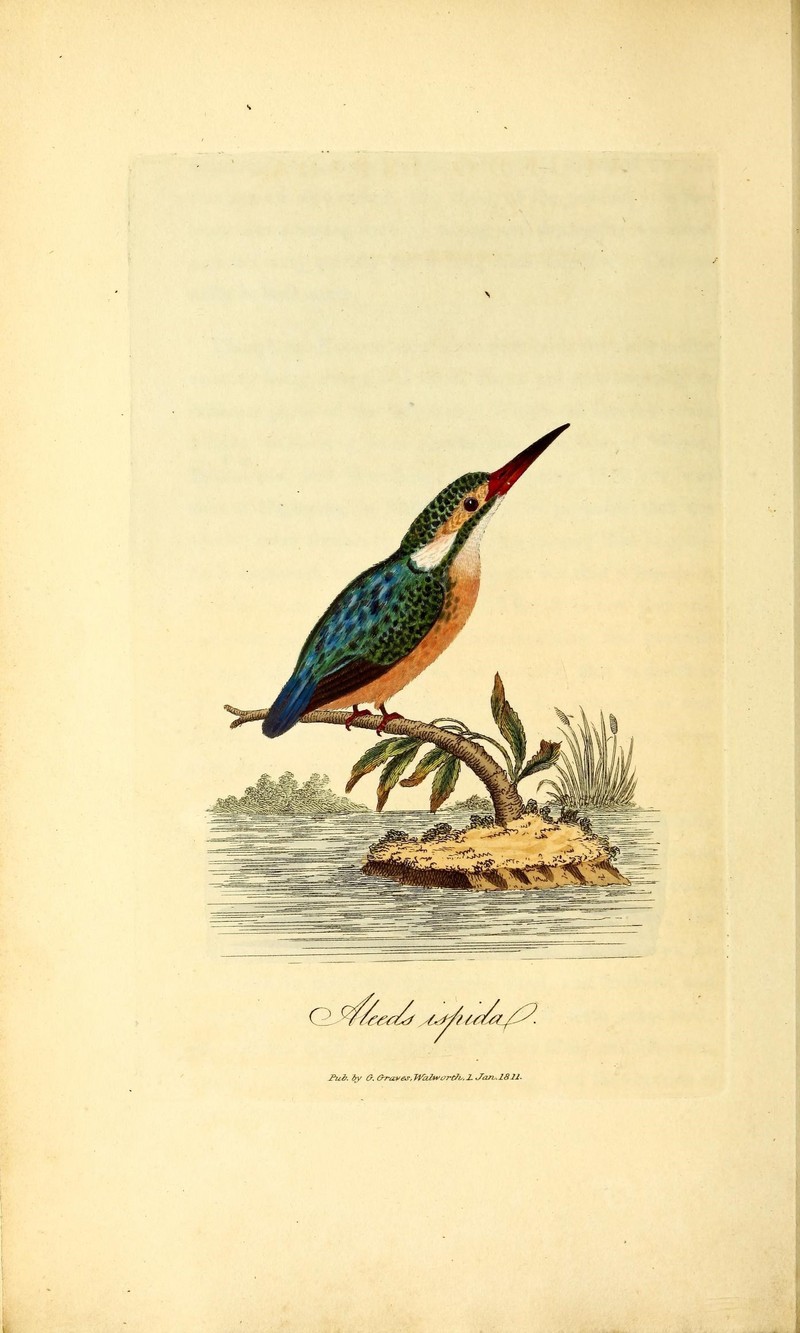 British ornithology (18961177365) - European kingfisher, common kingfisher (Alcedo atthis ispida).jpg