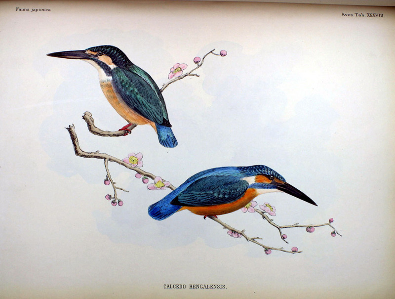 Calcedo bengalensis Fauna Japonica - Eurasian kingfisher, common kingfisher (Alcedo atthis bengalensis).jpg