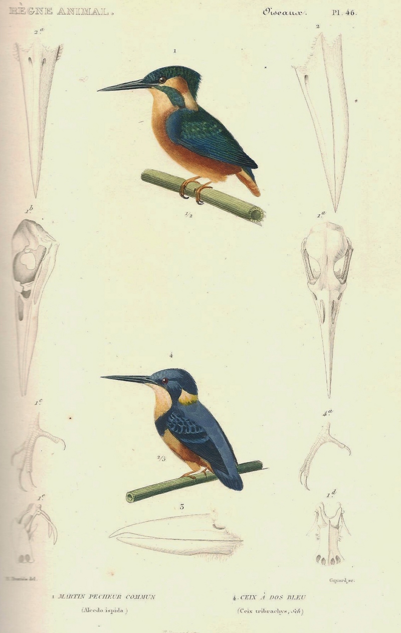 Cuvier-46-Martin-pêcheur d'Europe et Martin-pêcheur à dos bleu - European kingfisher, common kingfisher (Alcedo atthis ispida).jpg