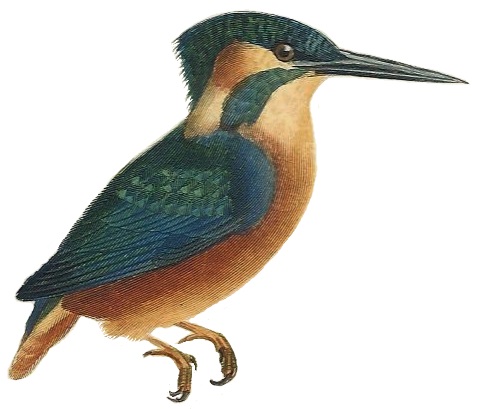 Cuvier-46-Martin-pêcheur d'Europe - European kingfisher, common kingfisher (Alcedo atthis ispida).jpg