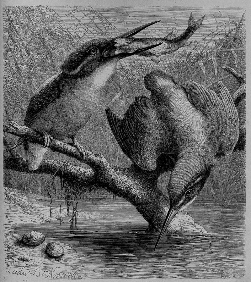 Die Gartenlaube (1870) b 389 - European kingfisher, common kingfisher (Alcedo atthis ispida).jpg