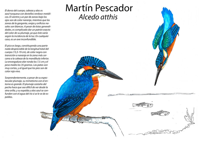 Martín Pescador (Alcedo atthis) - Gloria Cosculluela Moreno - European kingfisher, common kingfisher (Alcedo atthis ispida).jpg