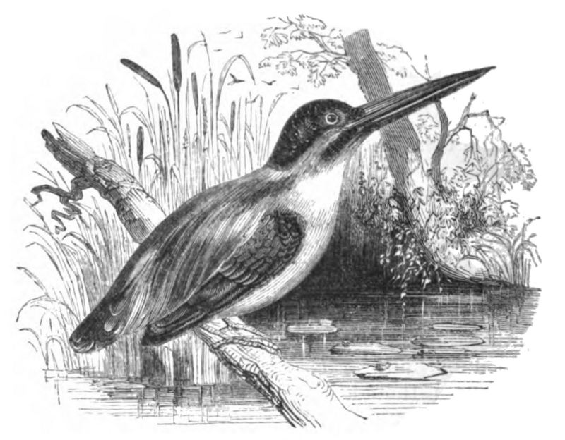 Natural History, Birds - Kingfisher - European kingfisher, common kingfisher (Alcedo atthis ispida).jpg
