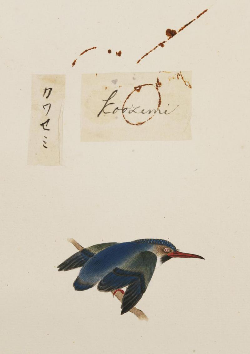 Naturalis Biodiversity Center - RMNH.ART.376 - Alcedo atthis - Kawahara Keiga - 1823 - 1829 - Siebold Collection - pencil drawing - water colour.jpeg