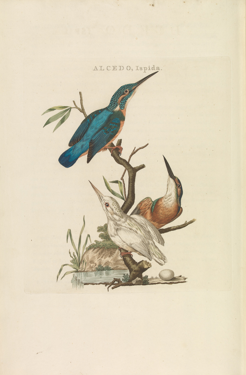 Nederlandsche vogelen (KB) - Alcedo atthis (285pl).jpg