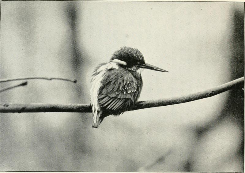 With nature and a camera; being the adventures and observations of a field naturalist and an animal photographer (1898) (14593231529).jpg