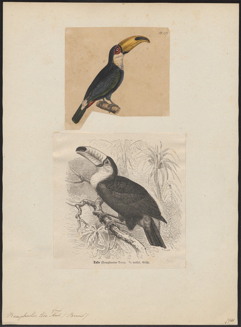 Ramphastos toco - 1700-1880 - Print - Iconographia Zoologica - Special Collections University of Amsterdam - UBA01 IZ19300228.jpg