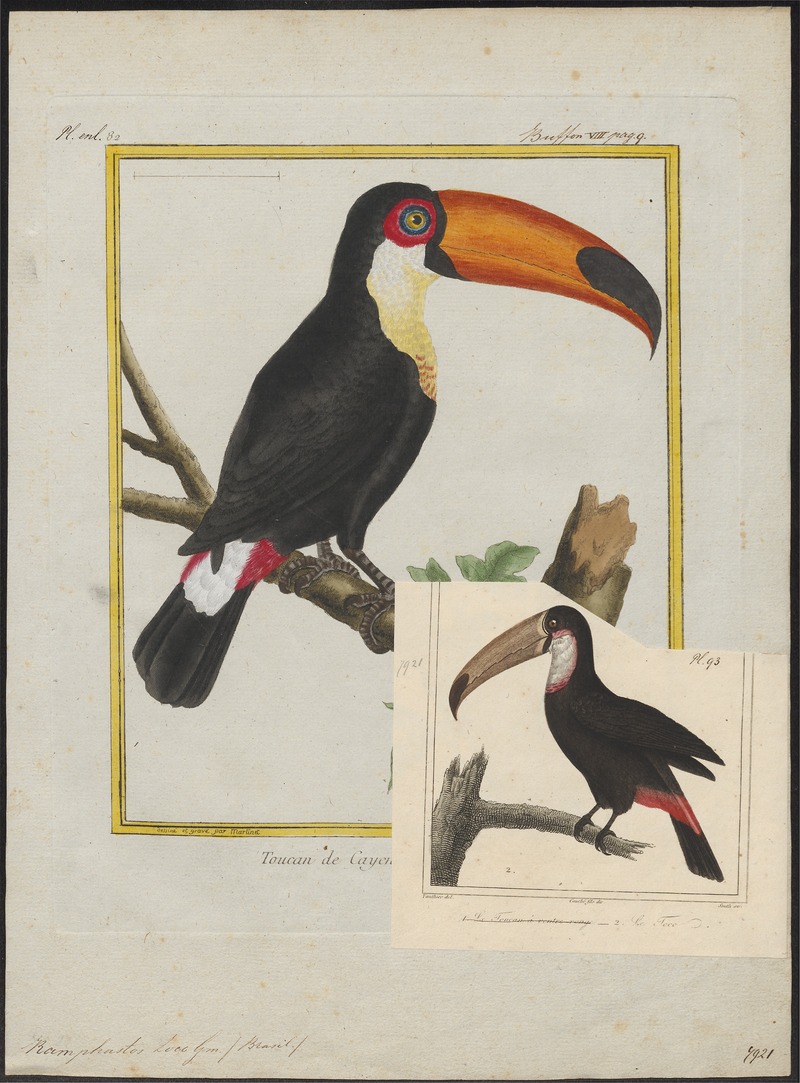 Ramphastos toco - 1700-1880 - Print - Iconographia Zoologica - Special Collections University of Amsterdam - UBA01 IZ19300230.jpg