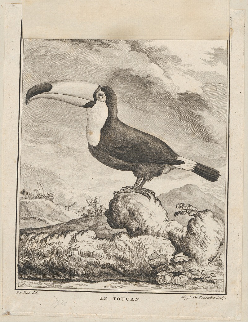 Ramphastos toco - 1700-1880 - Print - Iconographia Zoologica - Special Collections University of Amsterdam - UBA01 IZ19300253.jpg