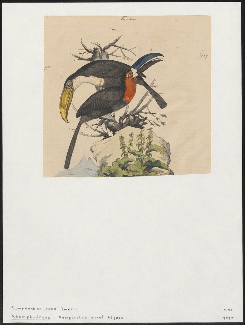 Ramphastos toco - 1833-1839 - Print - Iconographia Zoologica - Special Collections University of Amsterdam - UBA01 IZ19300257.jpg