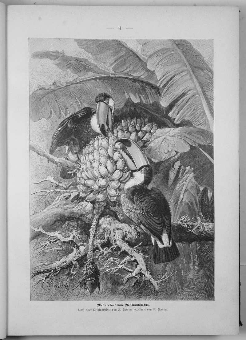 Die Gartenlaube (1897) 041 - toco toucan (Ramphastos toco).jpg