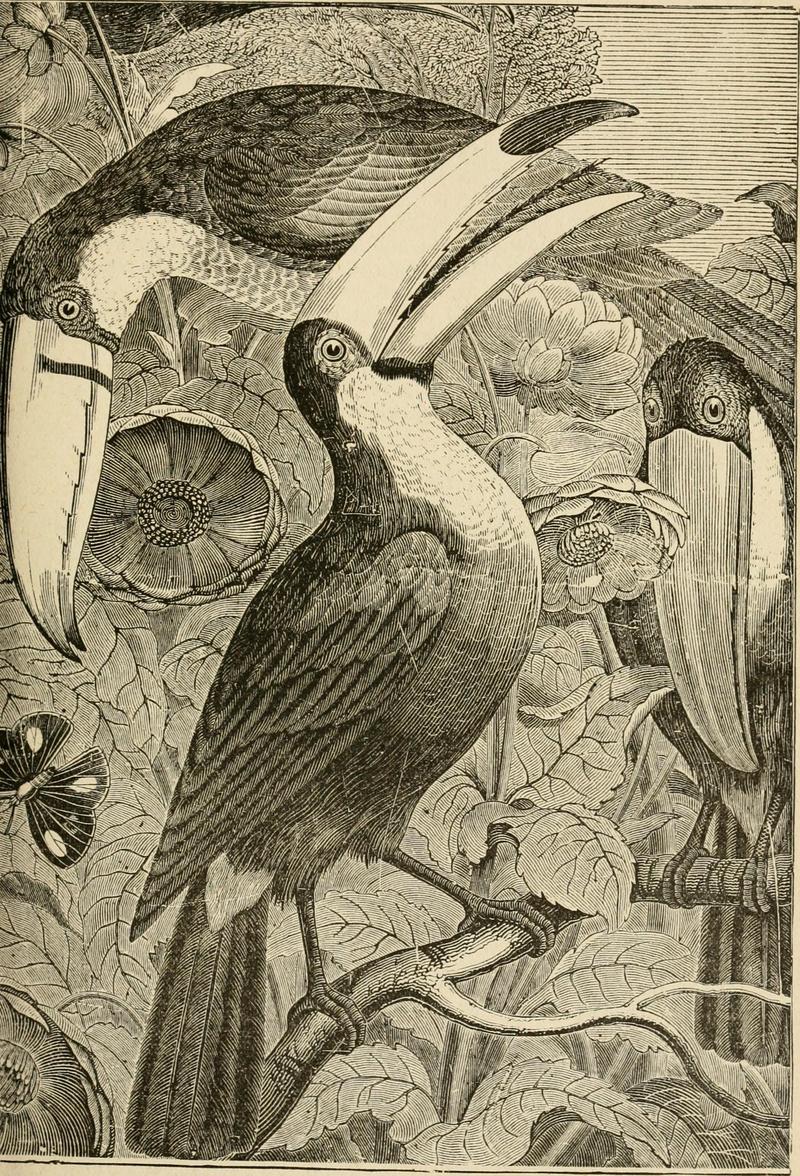 The history of birds - their varieties and oddities, comprising graphic descriptions of nearly all known species of birds, with fishes and insects, the world over, and illustrating their varied (14727330116).jpg
