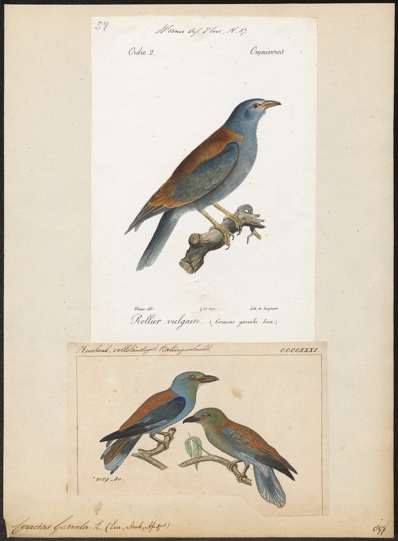 Coracias garrula - 1700-1880 - Print - Iconographia Zoologica - Special Collections University of Amsterdam - UBA01 IZ16700213.jpg