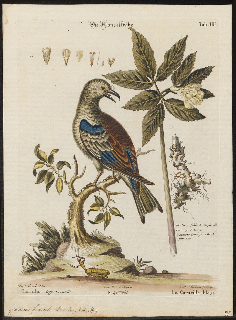 Coracias garrula - 1700-1880 - Print - Iconographia Zoologica - Special Collections University of Amsterdam - UBA01 IZ16700219.jpg