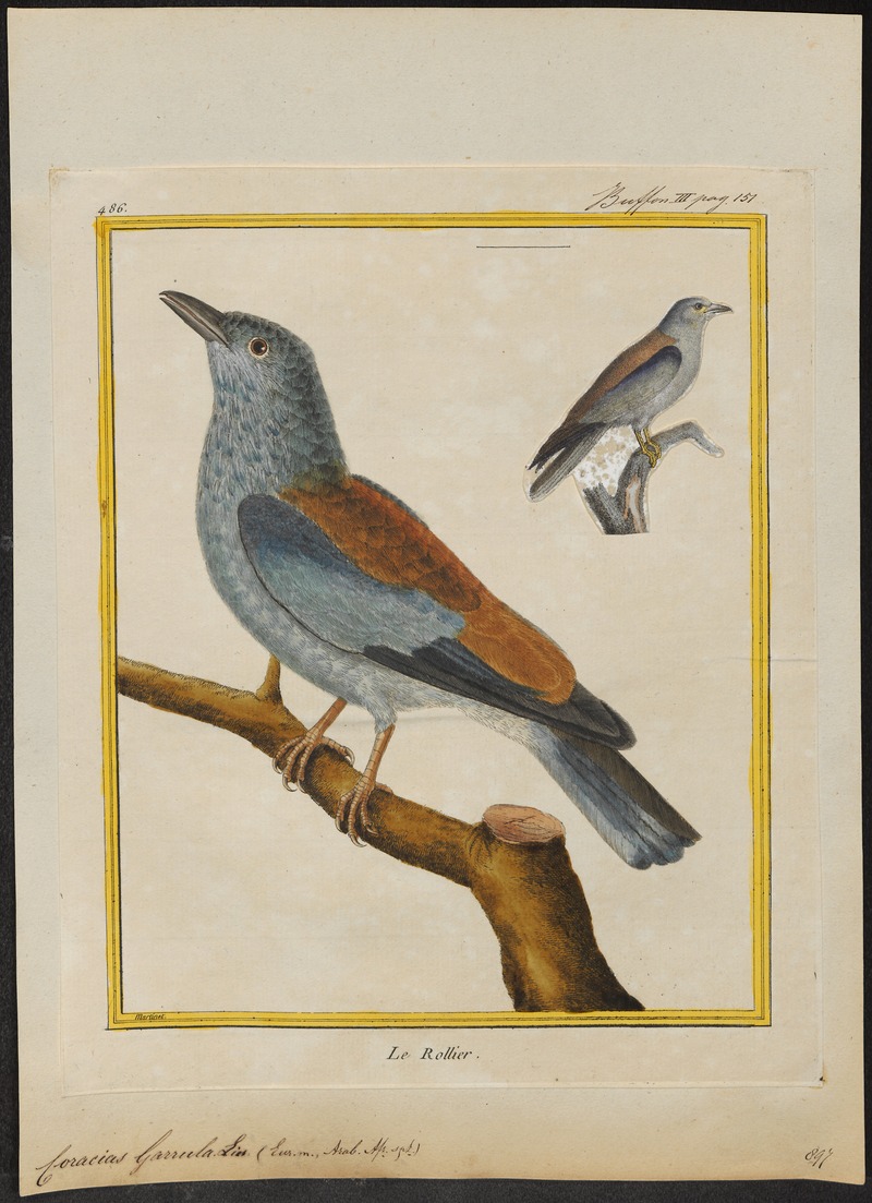 Coracias garrula - 1700-1880 - Print - Iconographia Zoologica - Special Collections University of Amsterdam - UBA01 IZ16700221.jpg