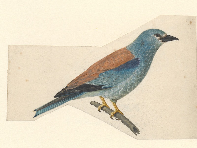 Coracias garrula - 1840 - Print - Iconographia Zoologica - Special Collections University of Amsterdam - UBA01 IZA1000581.jpg