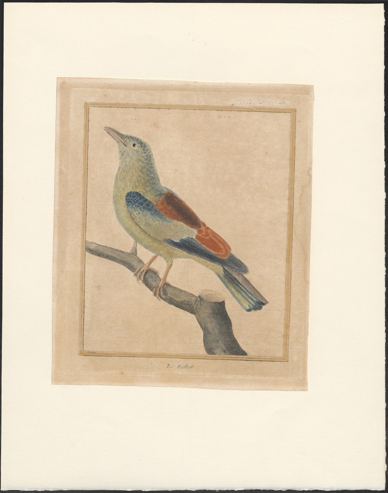 Coracias garrula - 1796-1799 - Print - Iconographia Zoologica - Special Collections University of Amsterdam - UBA01 IZAA100195.jpg