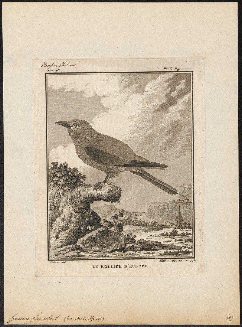 Coracias garrula - 1793 - Print - Iconographia Zoologica - Special Collections University of Amsterdam - UBA01 IZ16700217.jpg