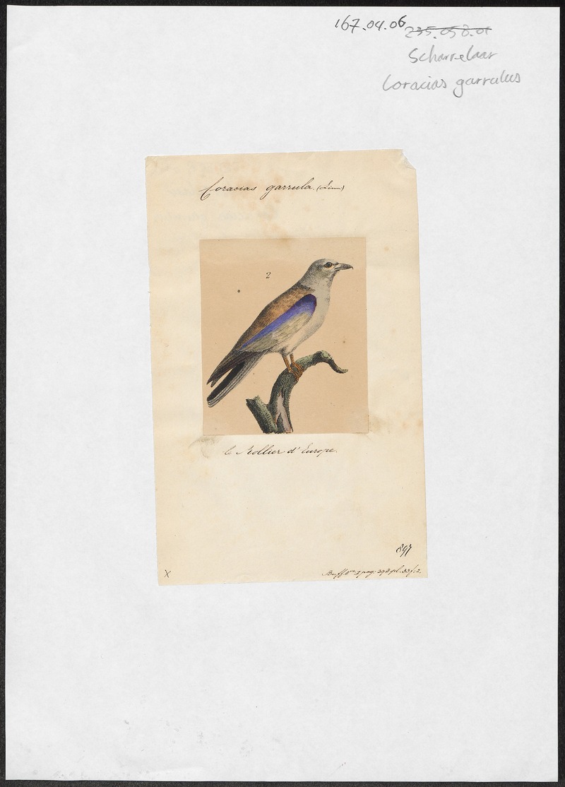 Coracias garrula - 1700-1880 - Print - Iconographia Zoologica - Special Collections University of Amsterdam - UBA01 IZ16700223.jpg