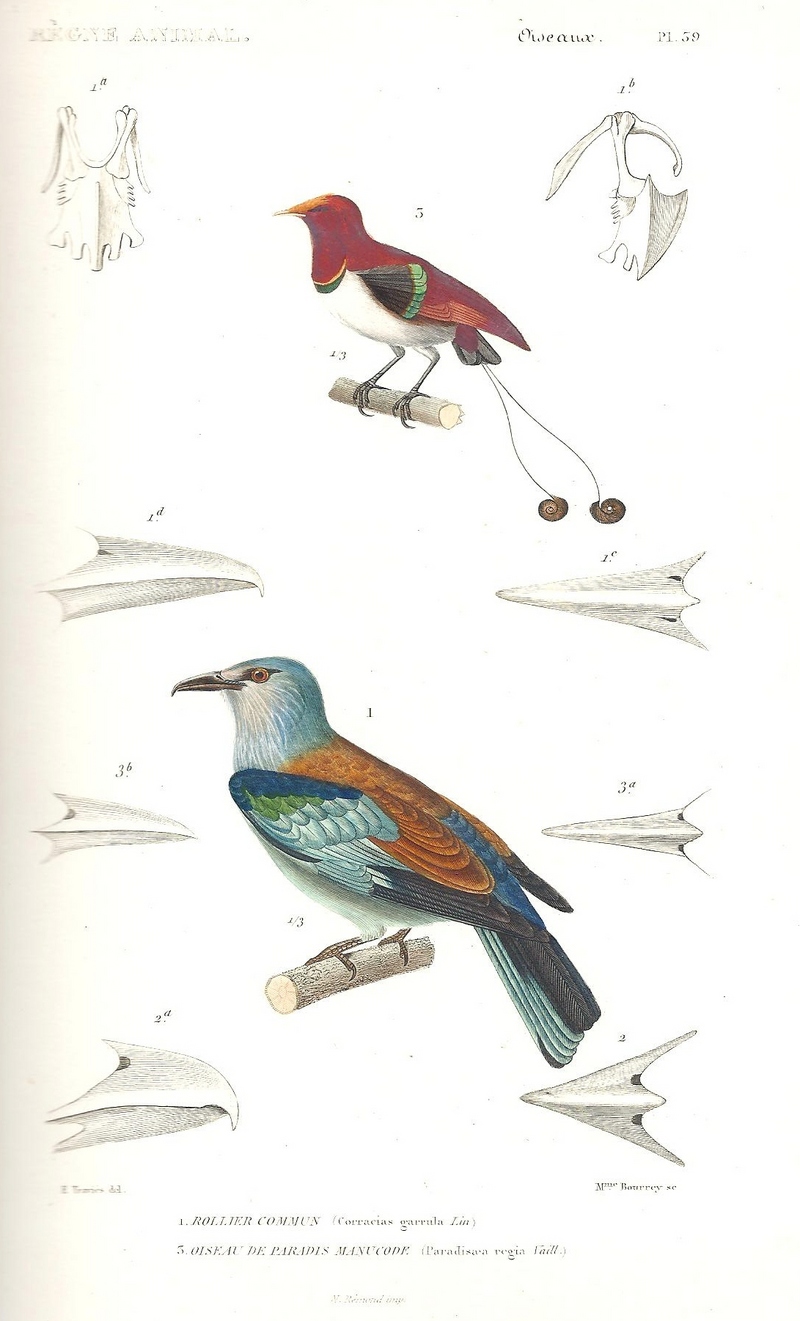 Cuvier-39-Paradier royal manucode et Rollier d'Europe - king bird-of-paradise (Cicinnurus regius), European roller (Coracias garrulus).jpg