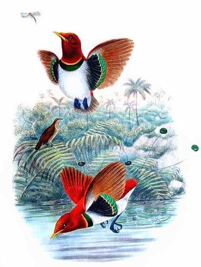 Cicinnurus regius.1.John Gould - king bird-of-paradise (Cicinnurus regius).jpg