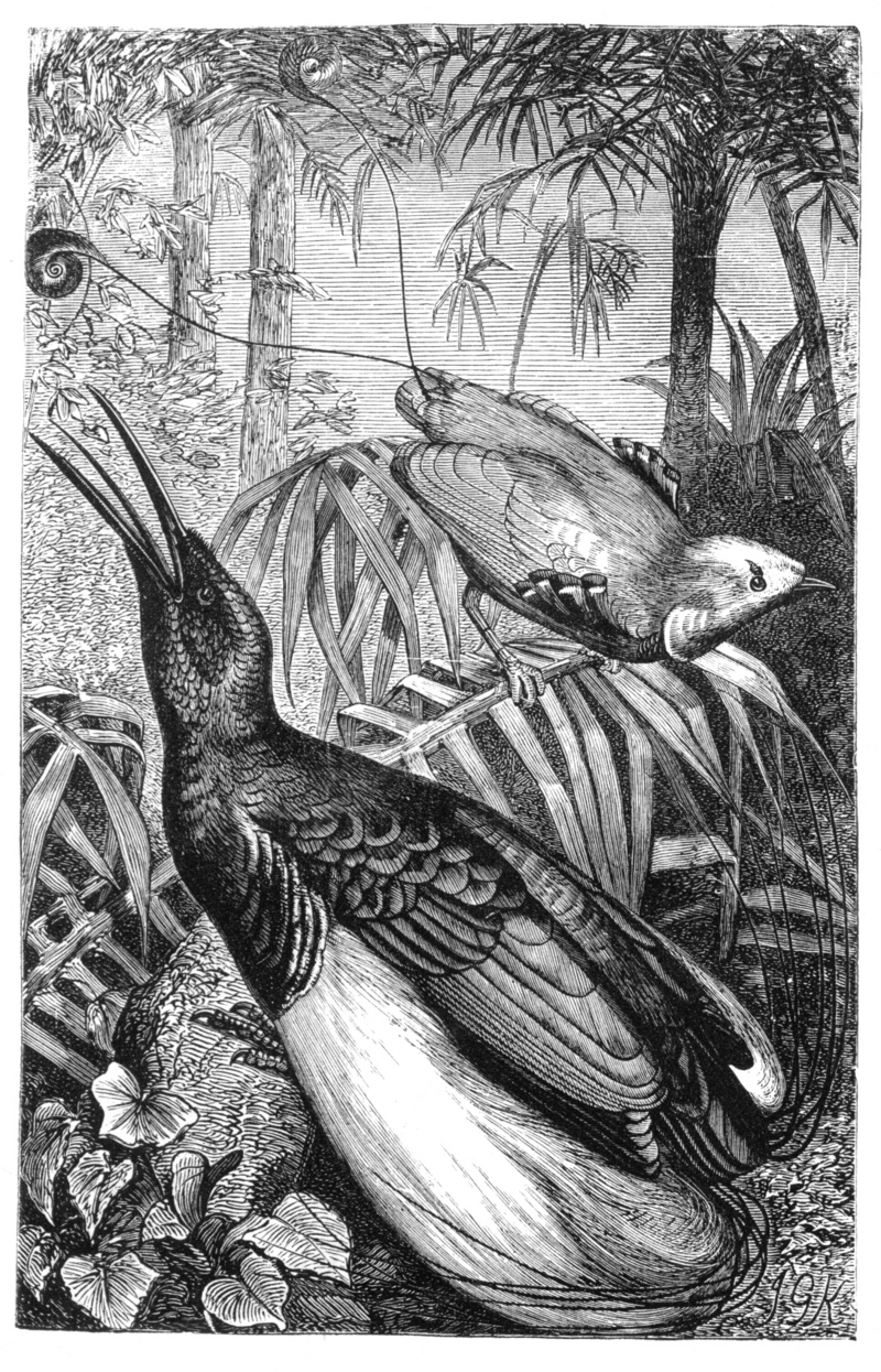 Malay Archipelago King and Twelve-wired Birds of Paradise - king bird-of-paradise (Cicinnurus regius), twelve-wired bird-of-paradise (Seleucidis melanoleucus).jpg