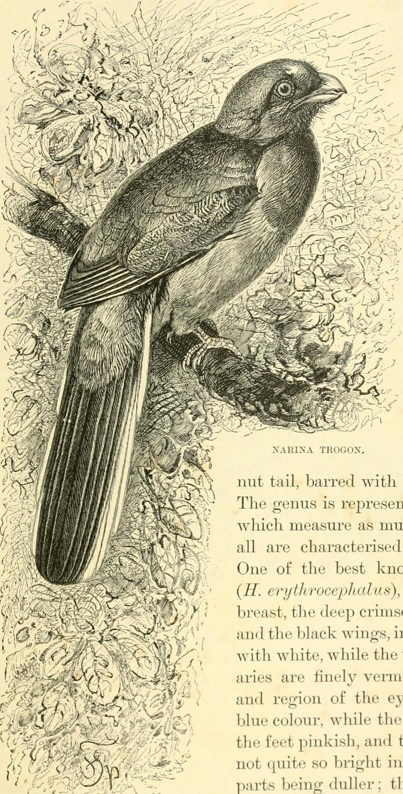 The royal natural history (1893) (14781609851) - Narina trogon (Apaloderma narina).jpg