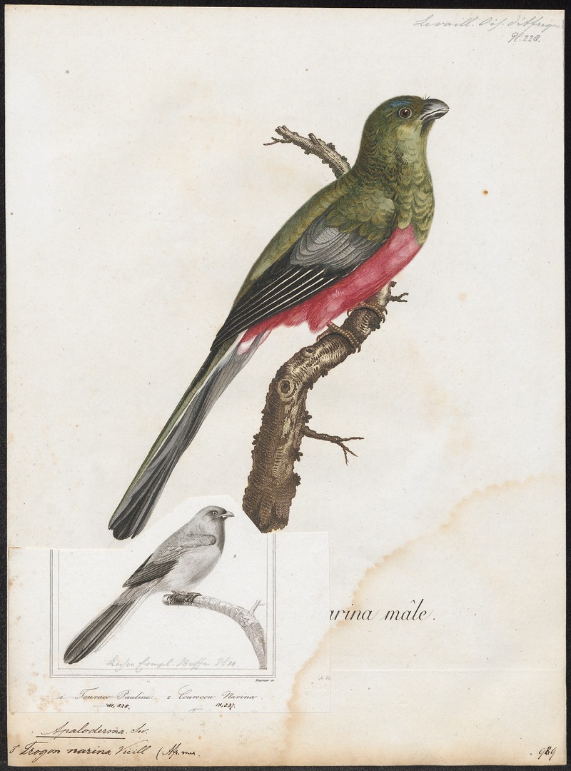 Apaloderma narina - 1796-1808 - Print - Iconographia Zoologica - Special Collections University of Amsterdam - UBA01 IZ16700357.jpg